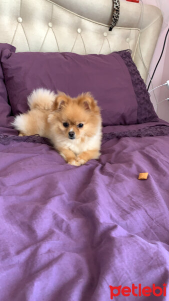 Pomeranyalı, Köpek  Mia fotoğrafı