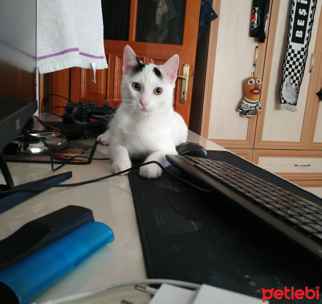 Tekir Kedi, Kedi  Bob fotoğrafı