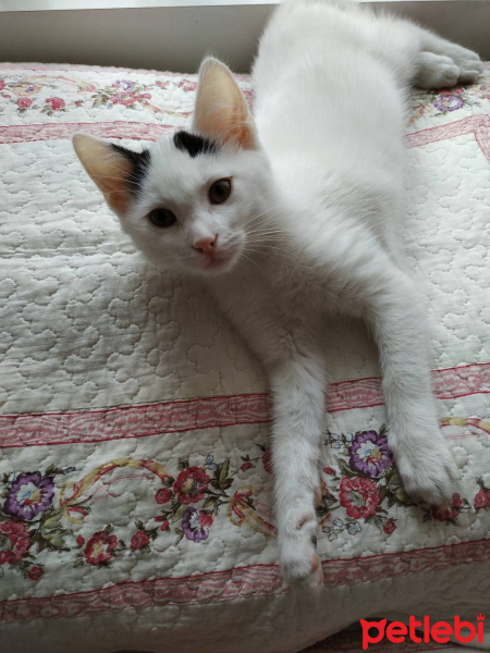 Tekir Kedi, Kedi  Bob fotoğrafı