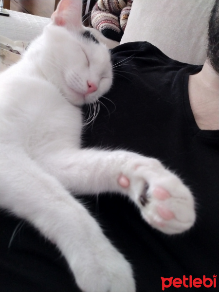 Tekir Kedi, Kedi  Bob fotoğrafı
