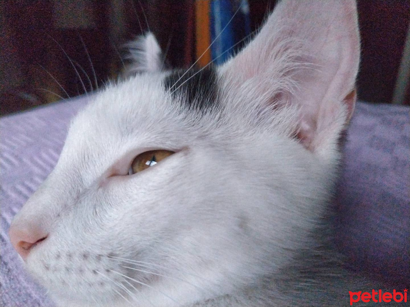 Tekir Kedi, Kedi  Bob fotoğrafı