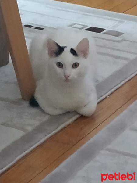 Tekir Kedi, Kedi  Bob fotoğrafı