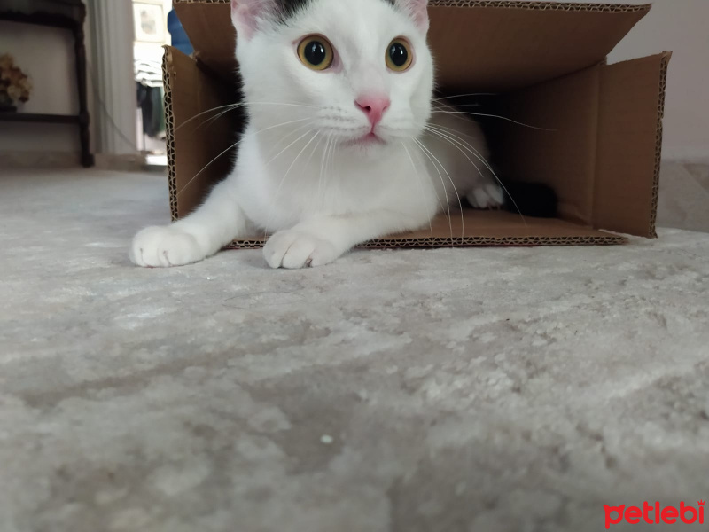Tekir Kedi, Kedi  Bob fotoğrafı