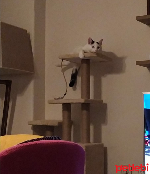 Tekir Kedi, Kedi  Bob fotoğrafı