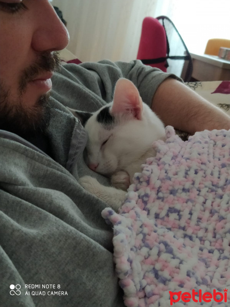 Tekir Kedi, Kedi  Bob fotoğrafı