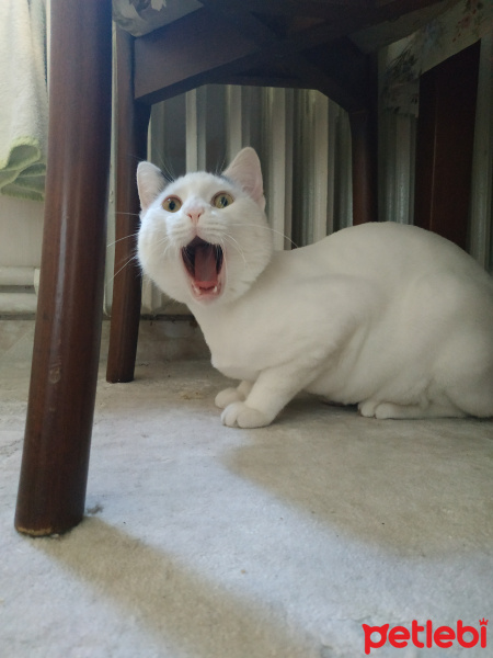 Tekir Kedi, Kedi  Bob fotoğrafı