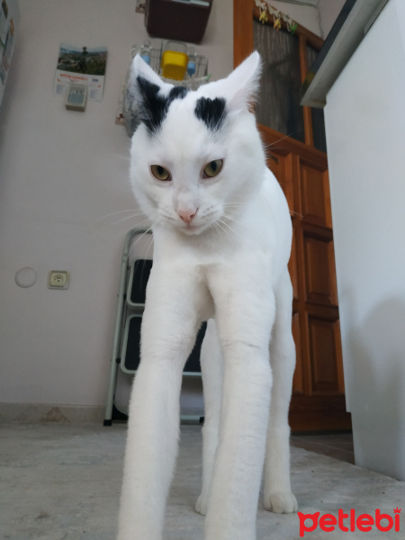 Tekir Kedi, Kedi  Bob fotoğrafı