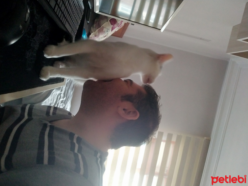 Tekir Kedi, Kedi  Bob fotoğrafı
