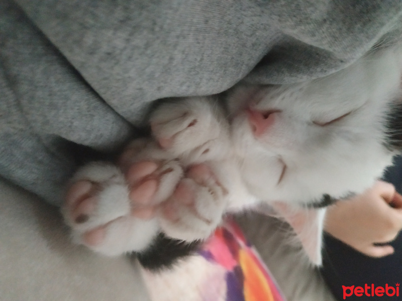 Tekir Kedi, Kedi  Bob fotoğrafı