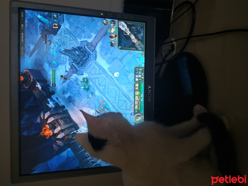 Tekir Kedi, Kedi  Bob fotoğrafı