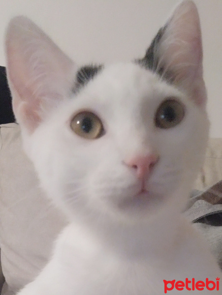 Tekir Kedi, Kedi  Bob fotoğrafı