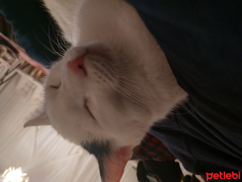 Tekir Kedi, Kedi  Bob fotoğrafı