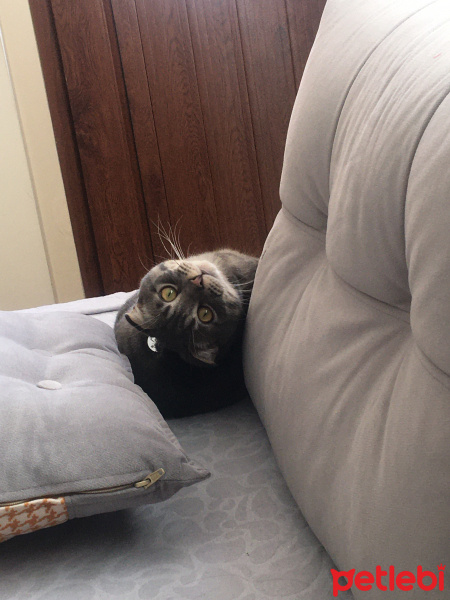 Scottish Fold, Kedi  LEO fotoğrafı