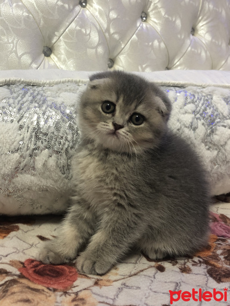 Scottish Fold, Kedi  MİA fotoğrafı
