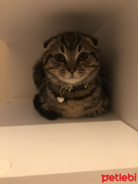 Scottish Fold, Kedi  Rukiye fotoğrafı