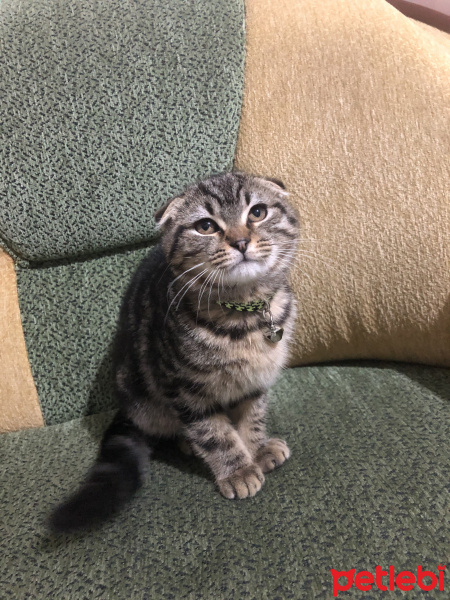 Scottish Fold, Kedi  Rukiye fotoğrafı
