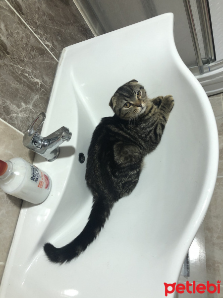Scottish Fold, Kedi  Rukiye fotoğrafı