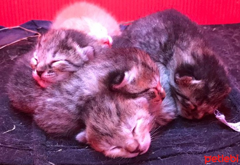 Tekir Kedi, Kedi  İstanbul fotoğrafı