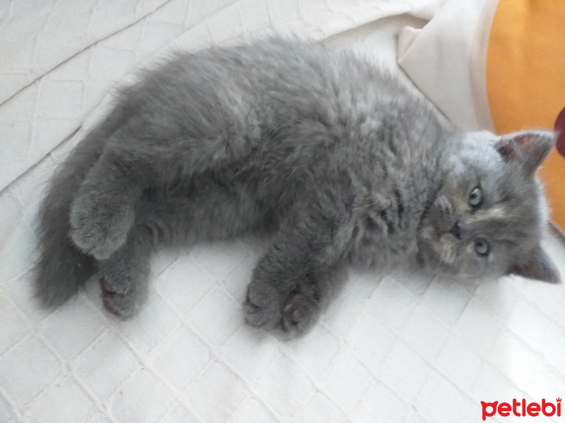 British Shorthair, Kedi  Lady fotoğrafı