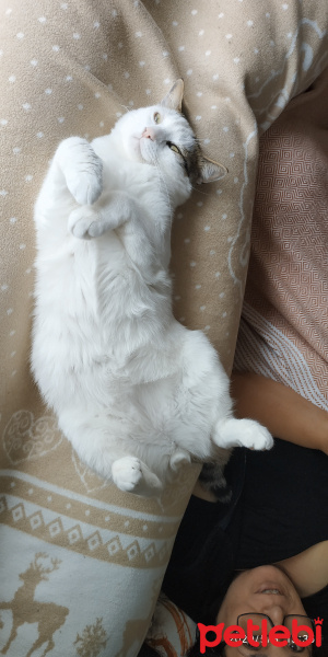 Tekir Kedi, Kedi  Tanju fotoğrafı