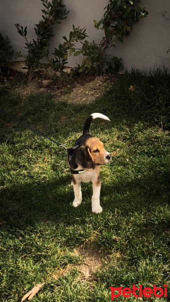 Beagle, Köpek  Rex fotoğrafı