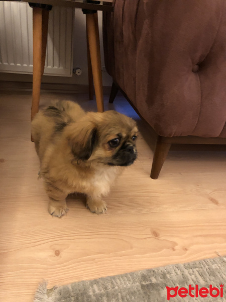 Pekingese, Köpek  Pekmez fotoğrafı