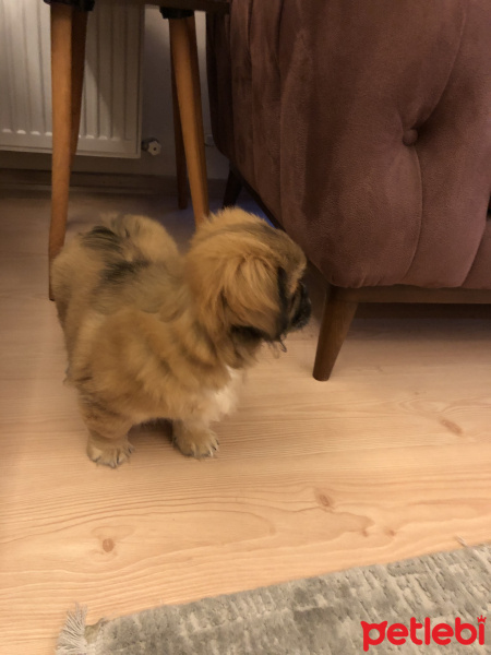 Pekingese, Köpek  Pekmez fotoğrafı