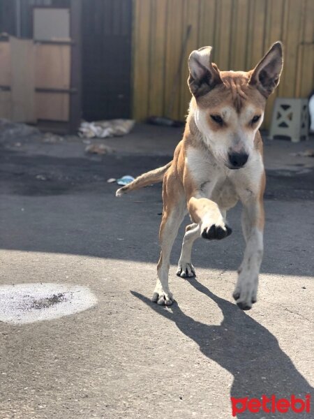 Tekir Kedi, Kedi  Çakır Can fotoğrafı