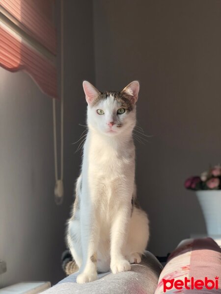 Tekir Kedi, Kedi  Çakır Can fotoğrafı