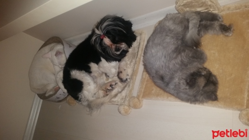 Shih Tzu, Köpek  kokoş fotoğrafı
