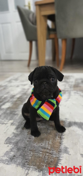Pug, Köpek  Gece fotoğrafı