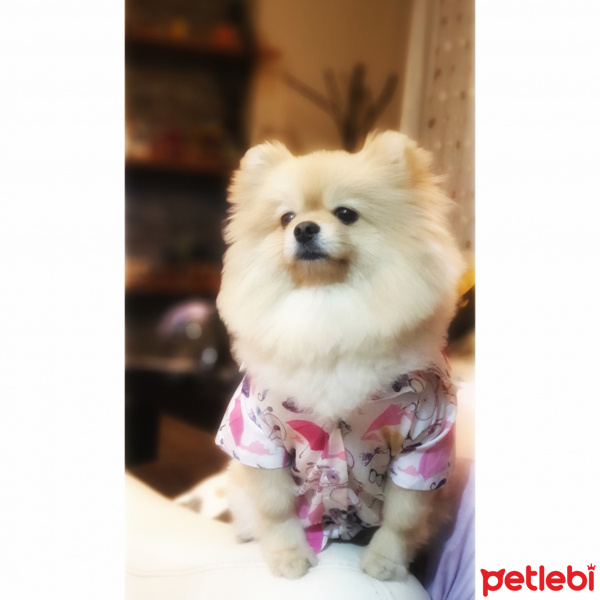 Pomeranyalı, Köpek  Lady fotoğrafı