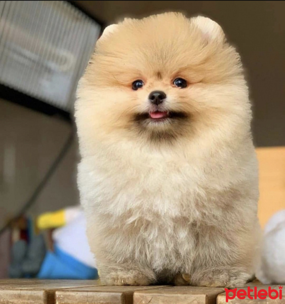 Pomeranyalı, Köpek  Lady fotoğrafı