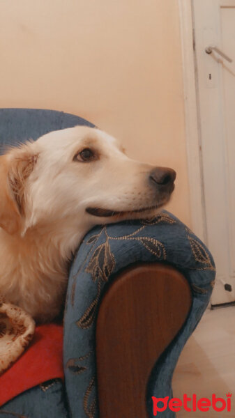 Golden Retriever, Köpek  Şila fotoğrafı