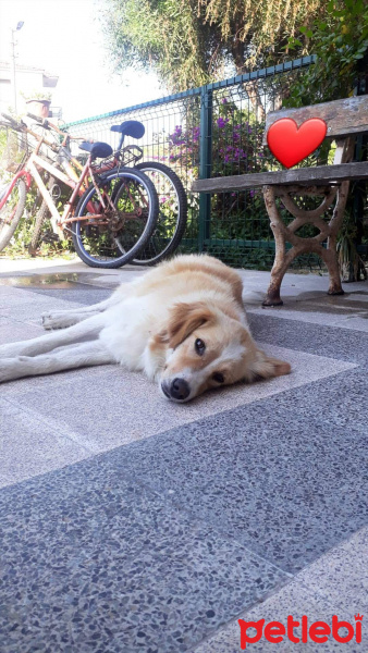 Border Collie, Köpek  Mişa fotoğrafı