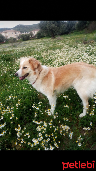 Border Collie, Köpek  Mişa fotoğrafı