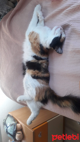 Maine Coon, Kedi  Yumak fotoğrafı