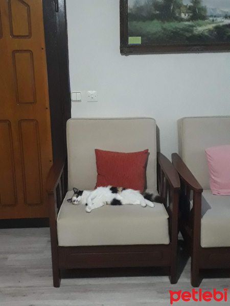 Maine Coon, Kedi  Yumak fotoğrafı