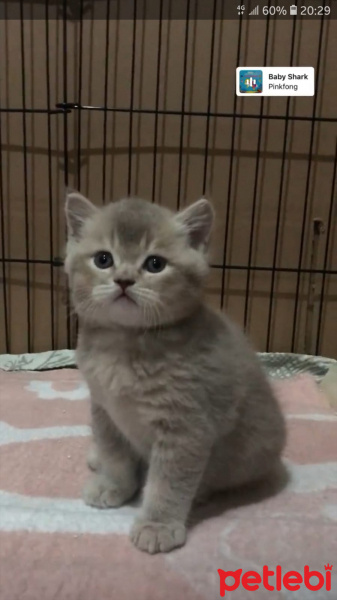 British Shorthair, Kedi  Muffin fotoğrafı