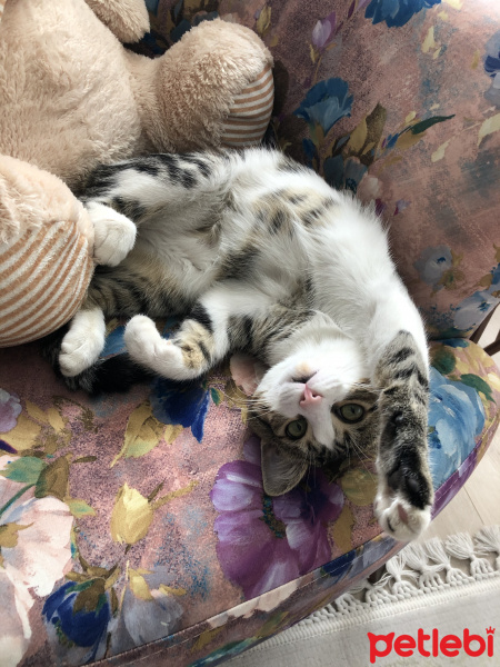 Tekir Kedi, Kedi  Tarçın fotoğrafı