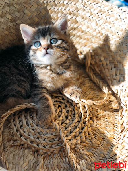 Tekir Kedi, Kedi  Badem fotoğrafı
