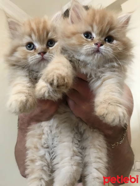 İran Kedisi (Persian), Kedi  Persian fotoğrafı