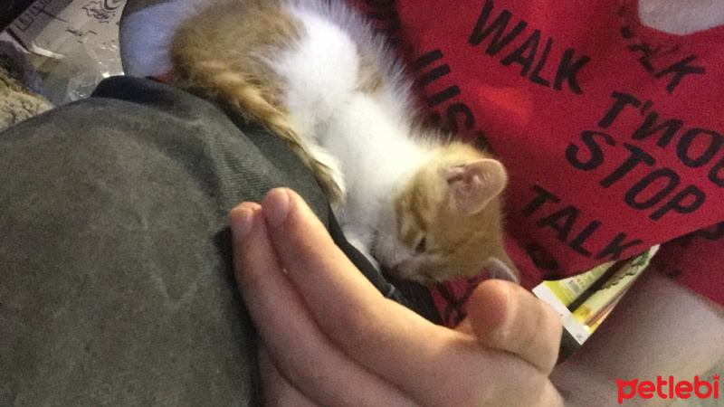 Tekir Kedi, Kedi  Kedi fotoğrafı