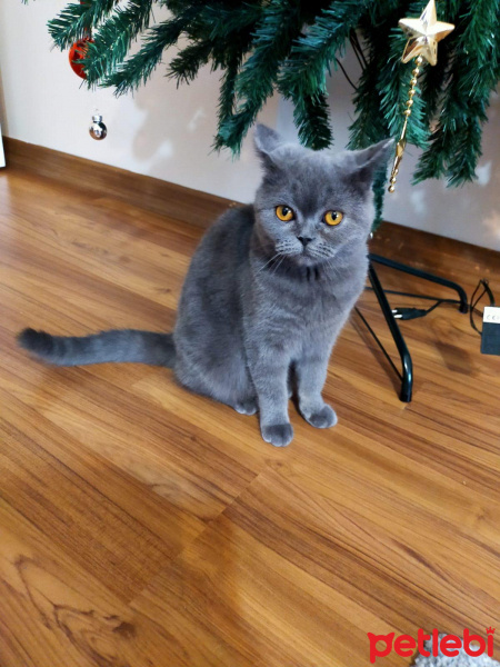 British Shorthair, Kedi  Ares fotoğrafı