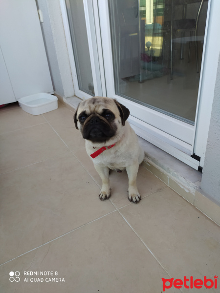 Pug, Köpek  Rıfkı fotoğrafı