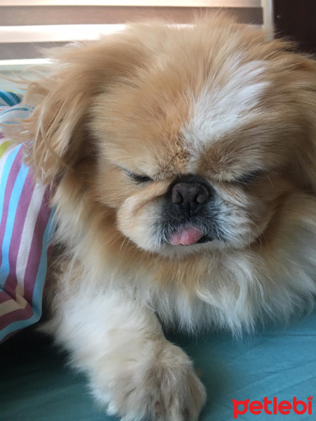 Pekingese, Köpek  mischa fotoğrafı