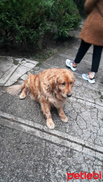 Golden Retriever, Köpek  Boncuk fotoğrafı