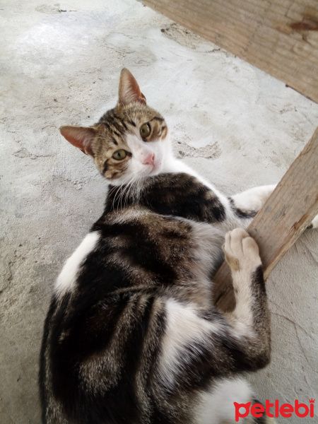 Tekir Kedi, Kedi  Bıdık fotoğrafı