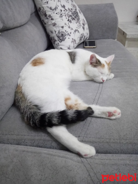 Tekir Kedi, Kedi  VERA fotoğrafı