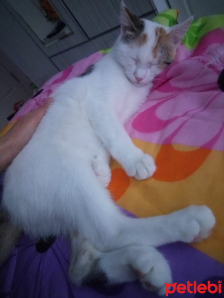 Tekir Kedi, Kedi  VERA fotoğrafı